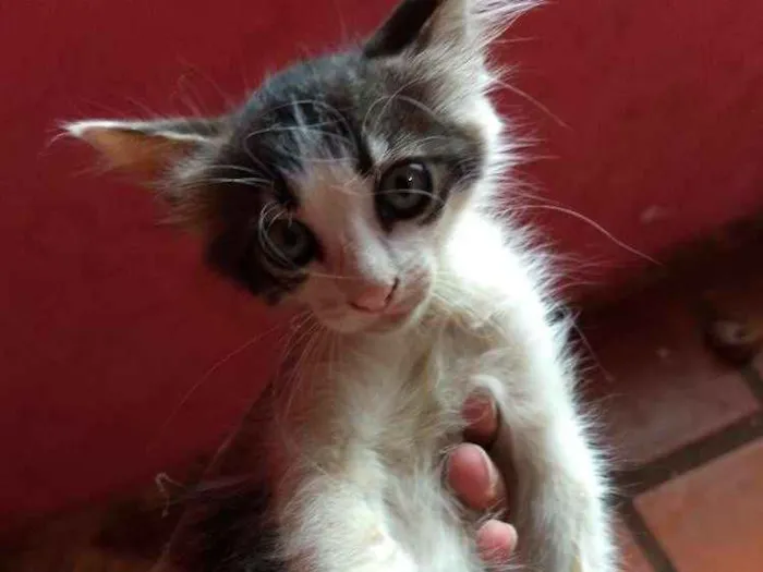 Gato ra a  idade Abaixo de 2 meses nome Sem nome