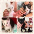 Patota Cats