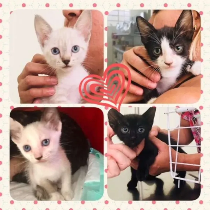 Gato ra a SRD idade Abaixo de 2 meses nome Patota Cats