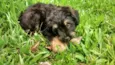AQUILES