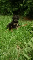 AQUILES