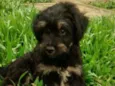 AQUILES