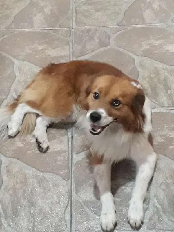 Cachorro ra a Indefinida  idade  nome Nao tem