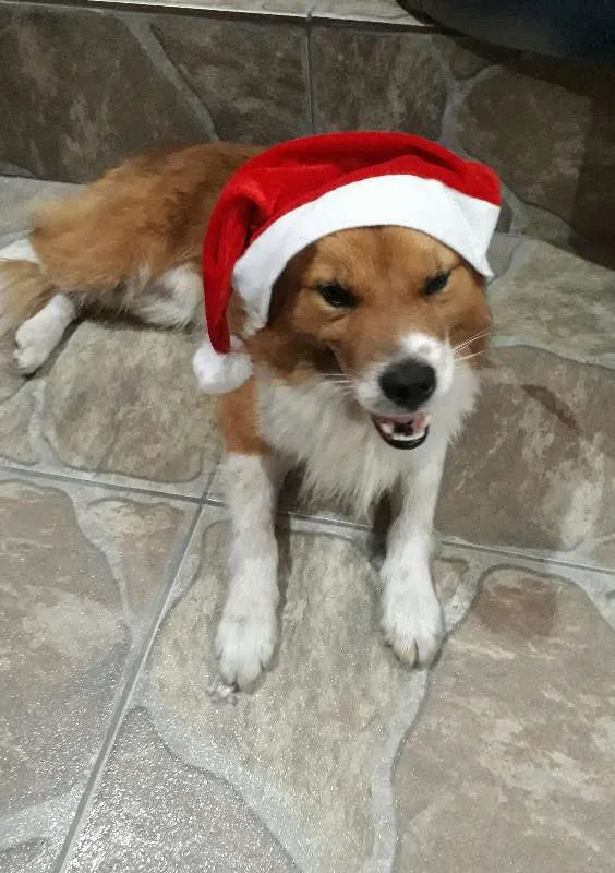Cachorro ra a Indefinida  idade  nome Nao tem