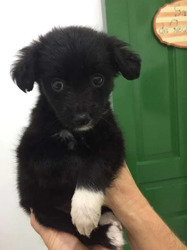Cachorro ra a SRD idade Abaixo de 2 meses nome DAFNE