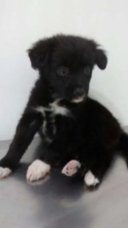 Cachorro ra a SRD idade Abaixo de 2 meses nome DAFNE