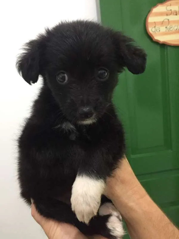 Cachorro ra a SRD idade Abaixo de 2 meses nome DAFNE