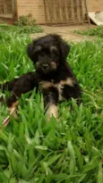 AQUILES  