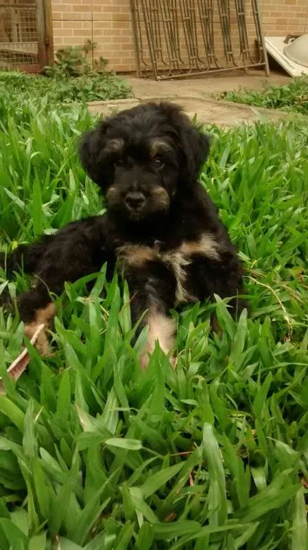 Cachorro ra a SRD  idade 2 a 6 meses nome AQUILES  