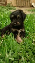 AQUILES  