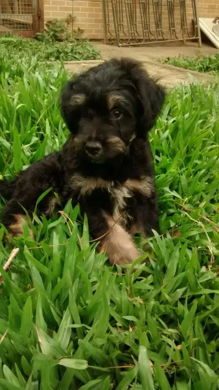 Cachorro ra a SRD  idade 2 a 6 meses nome AQUILES  