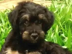 Cachorro raça SRD  idade 2 a 6 meses nome AQUILES  