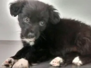 Cachorro raça SRD idade Abaixo de 2 meses nome DAFNE