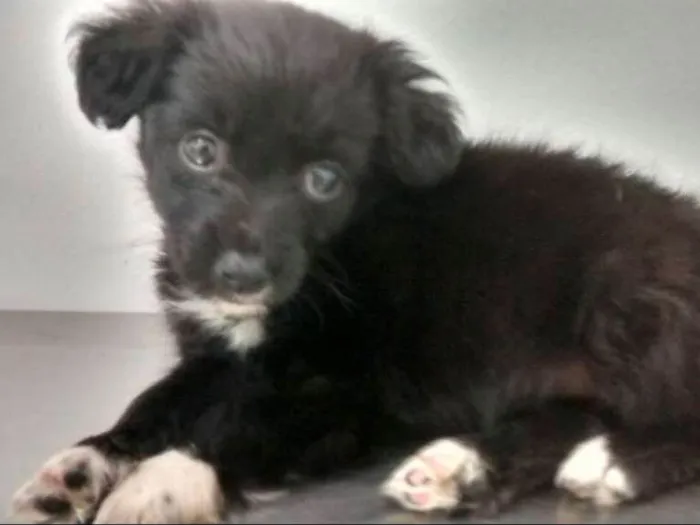 Cachorro ra a SRD idade Abaixo de 2 meses nome DAFNE