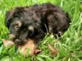 AQUILES