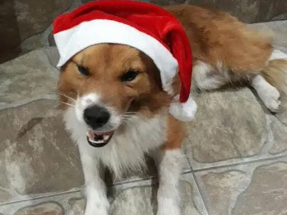 Cachorro ra a Indefinida  idade  nome Nao tem
