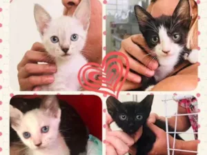 Gato raça SRD idade Abaixo de 2 meses nome Patota Cats