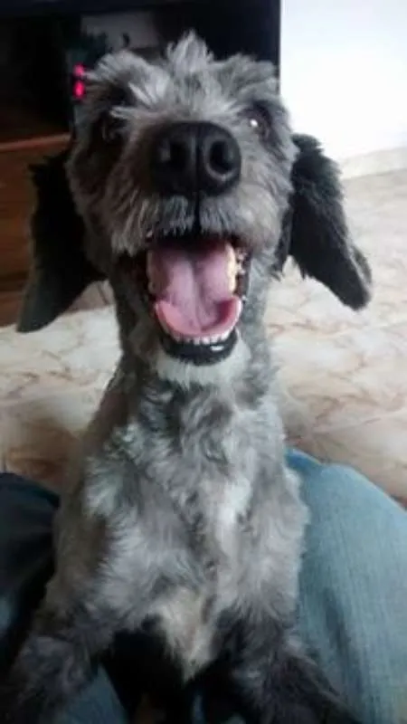 Cachorro ra a poodle toy  idade 3 anos nome Thor