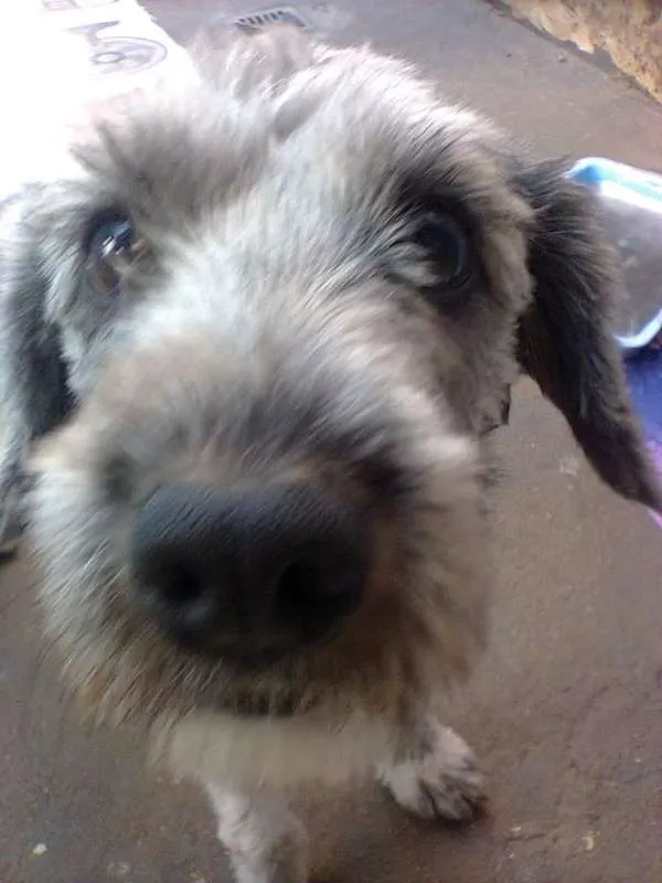 Cachorro ra a poodle toy  idade 3 anos nome Thor