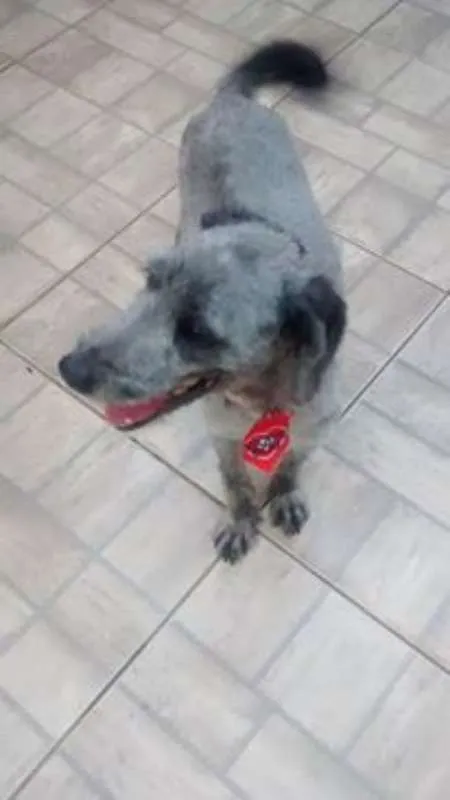Cachorro ra a poodle toy  idade 3 anos nome Thor