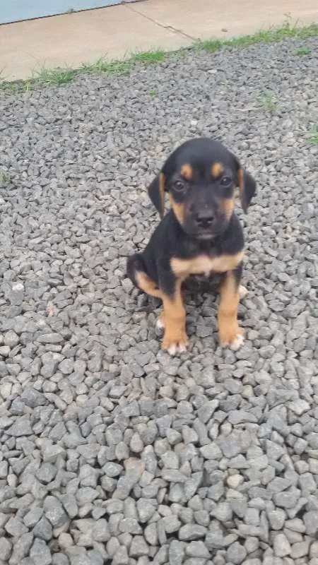 Cachorro raça Desconhecida idade Abaixo de 2 meses nome Ainda não tem