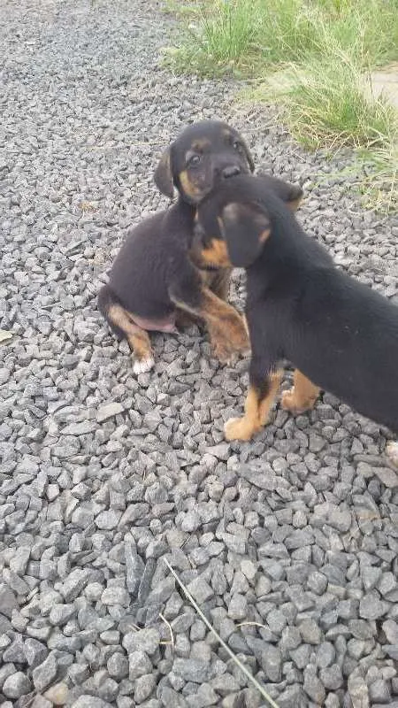 Cachorro raça Desconhecida idade Abaixo de 2 meses nome Ainda não tem