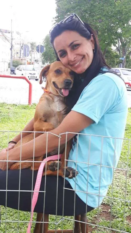 Cachorro ra a Sem raça definida idade 2 anos nome Lilica