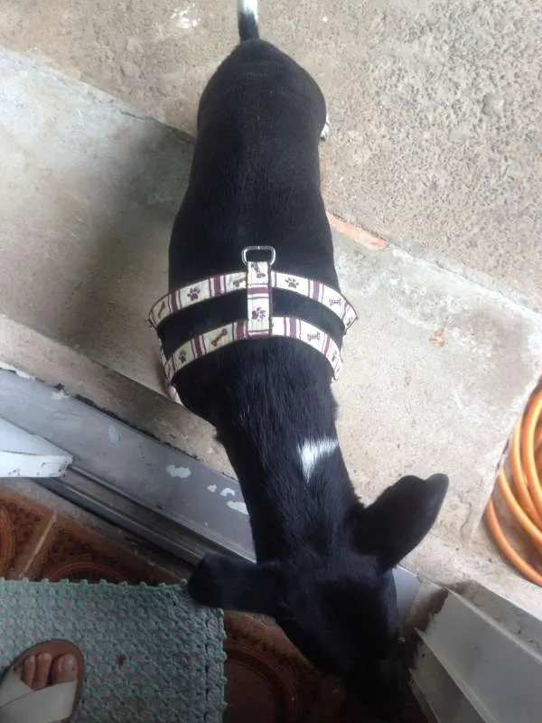Cachorro ra a  idade 2 a 6 meses nome Deejjee