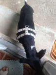 Deejjee