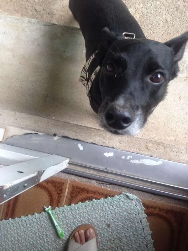 Cachorro ra a  idade 2 a 6 meses nome Deejjee