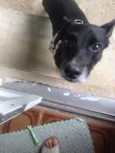 Deejjee