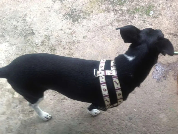 Cachorro ra a  idade 2 a 6 meses nome Deejjee