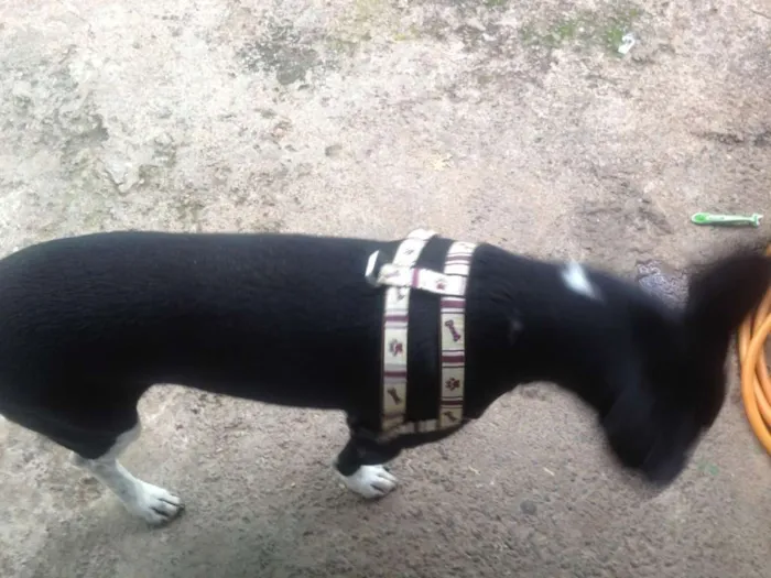 Cachorro ra a  idade 2 a 6 meses nome Deejjee