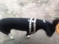 Deejjee