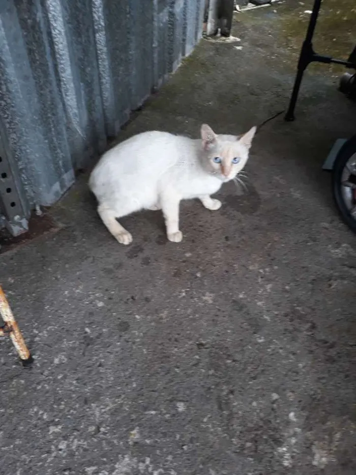 Gato ra a Vira lata idade 2 anos nome Branco