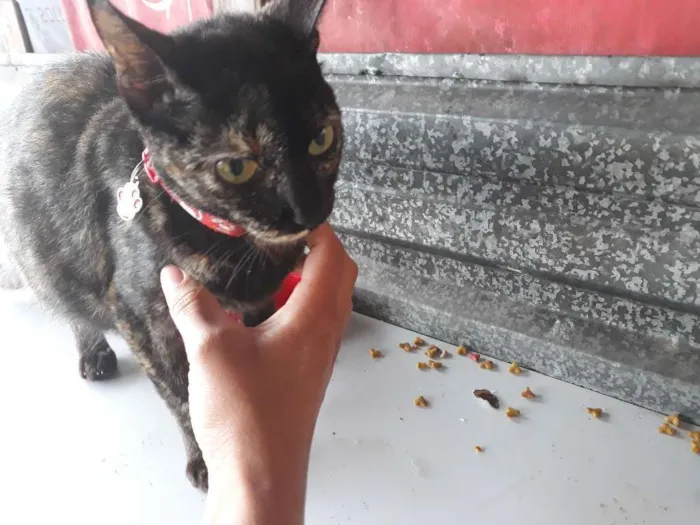Gato ra a Vira lata idade 1 ano nome Rajada