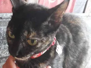Gato raça Vira lata idade 1 ano nome Rajada