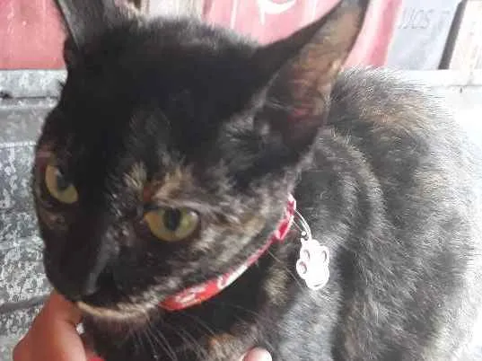 Gato ra a Vira lata idade 1 ano nome Rajada