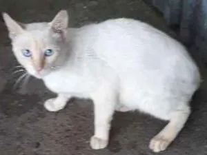 Gato raça Vira lata idade 2 anos nome Branco