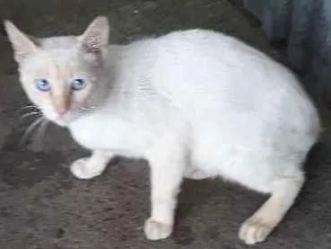 Gato ra a Vira lata idade 2 anos nome Branco