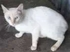 Gato raça Vira lata idade 2 anos nome Branco