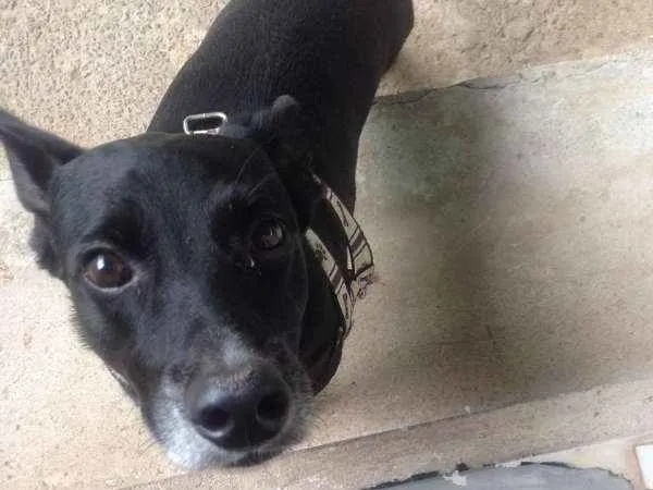 Cachorro ra a  idade 2 a 6 meses nome Deejjee