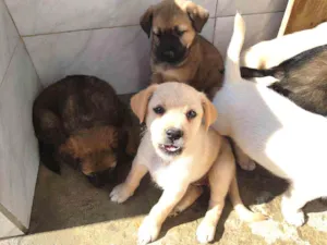 Cachorro raça  idade Abaixo de 2 meses nome Filhotes