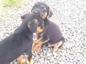 Cachorro raça Desconhecida idade Abaixo de 2 meses nome Ainda não tem