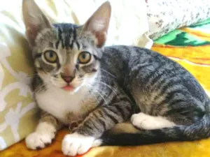 Gato raça viralata idade 7 a 11 meses nome jupiter GRATIFICA