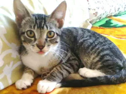 Gato raça viralata idade 7 a 11 meses nome jupiter GRATIFICA