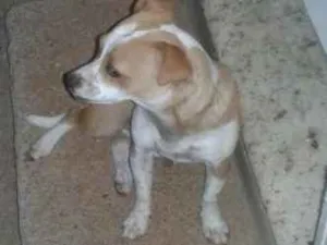 Cachorro raça Vira Lata idade 7 a 11 meses nome Kika