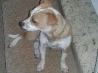 Cachorro ra a Vira Lata idade 7 a 11 meses nome Kika