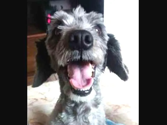 Cachorro ra a poodle toy  idade 3 anos nome Thor
