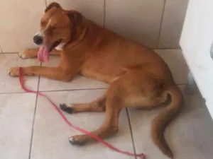 Cachorro raça  idade 2 anos nome Fredy